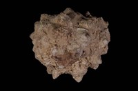 藏品(紫口岩螺)的圖片